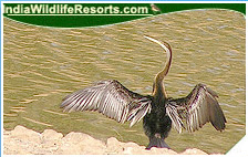 Bird Watching Tours