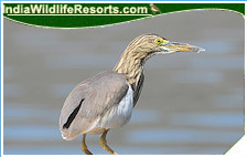Bird Watching Tours