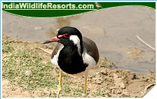 Bird Watching Tours