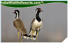 Bird Watching Tours