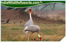 Bird Watching Tours