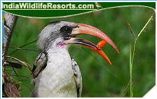 Bird Watching Tours