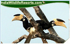 Bird Watching Tours