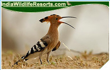 Bird Watching Tours