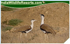 Bird Watching Tours