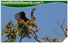 Bird Watching Tours