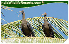 Bird Watching Tours