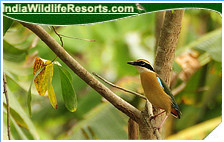 Bird Watching Tours