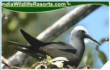 Bird Watching Tours