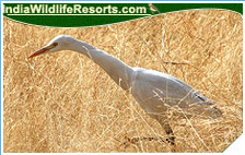 Bird Watching Tours