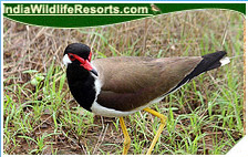 Bird Watching Tours