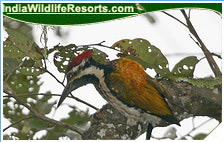 Bird Watching Tours