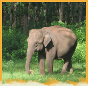 Chandka Elephant Reserve