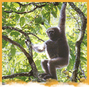 Hoolock Gibbon