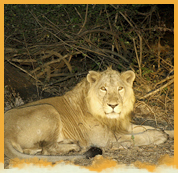 Gir National Park