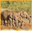 Indian Elephants