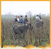 Elephant Safari in Kaziranga National Park