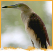 Kumarakom Bird Santuary