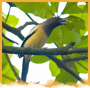 Kumarakom Bird Santuary