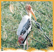 Kunthakulam Bird Santuary