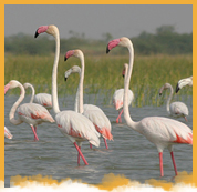 Nal Sarovar Bird Santuary