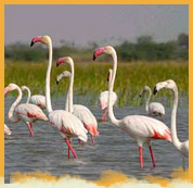 Nal Sarovar Bird Sanctuary