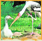 Nawabganj Bird Sanctuary