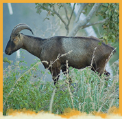 Eravikulam National Park