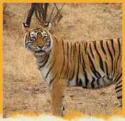 Ranthambore National Park