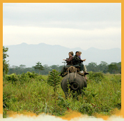 Elephant Safari in Jaldapara