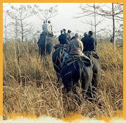 Elephant Safari in Manas National PArk