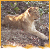 Sasan Gir Wildlife Santuary