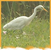 Sultanpur Bird Santuary