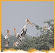 Sultanpur Bird Santuary