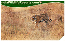 Tiger Tours India