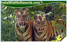 Tiger Tours India