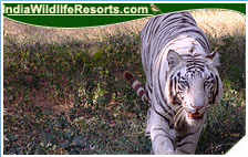 Tiger Tours India