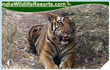 Tiger Tours India