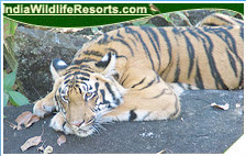 Tiger Tours India