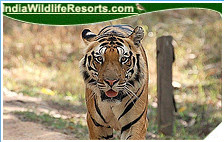 Tiger Tours India