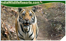 Tiger Tours India