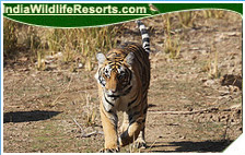 Tiger Tours India