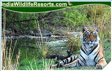 Tiger Tours India