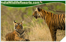 Tiger Tours India