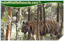 Tiger Tours India