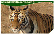 Tiger Tours India