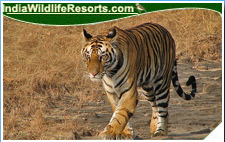 Tiger Tours India