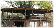 Tree House Hideaway Resort, Bandhavgarh