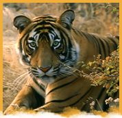 Wildlife Tour Packages