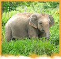 Wildlife Tour Packages